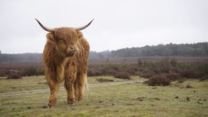 Cow watching a nice view